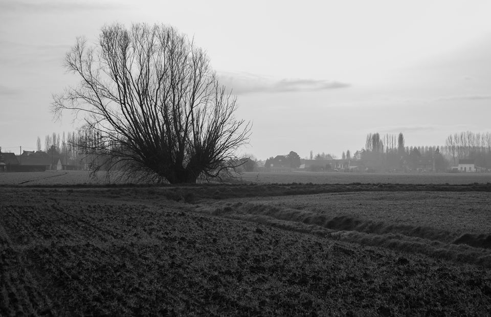 L’arbre aux étourneaux