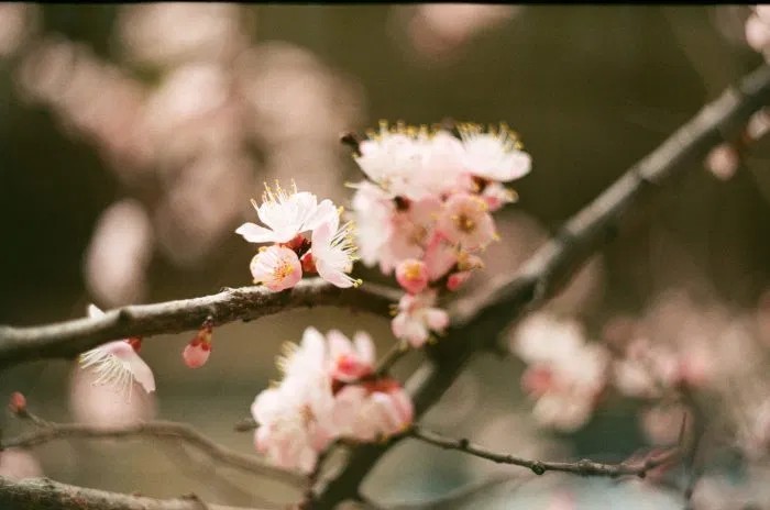 Écrire aux temps du Corona (jour 8): Sakura